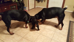 All 3 Pups_2